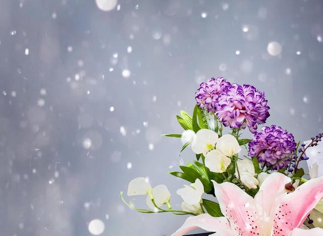 0度以下能开花的10种花草 很适合秋冬季节养 你家有没有