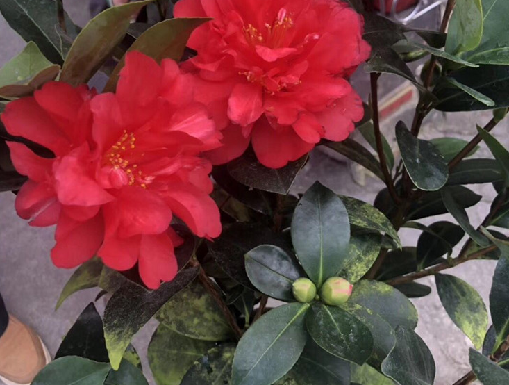 秋冬该养什么花 栽盆四季茶花 好看又好养 格外抗冻