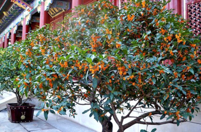 如果桂花不开花 现在做好3步 快速长满花苞 满屋飘香